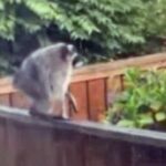 Jimothy the Raccoon