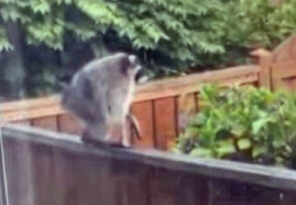 Jimothy the Raccoon