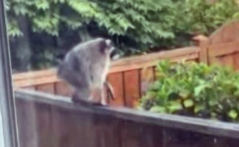 Jimothy the Raccoon
